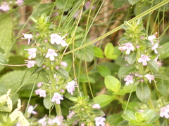 Thymus pulegioides