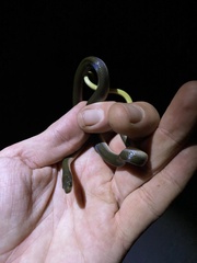 Lycodonomorphus rufulus