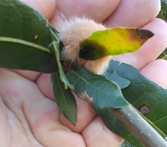 Neuroterus laurifoliae