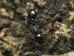 Temnothorax longispinosus