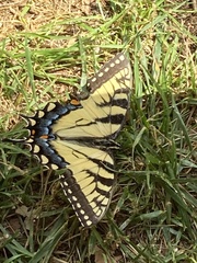 Papilio canadensis