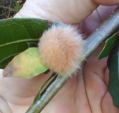 Neuroterus laurifoliae