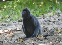 Trachypithecus cristatus