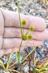 Cyperus nashii