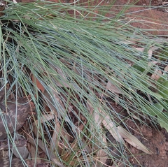 Eragrostis curvula