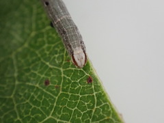 Poaphilini