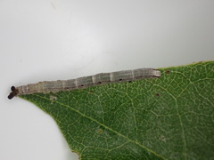 Poaphilini