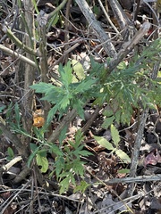 Artemisia vulgaris