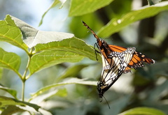 Danaus plexippus plexippus