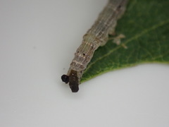 Poaphilini