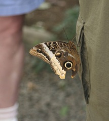 Caligo atreus