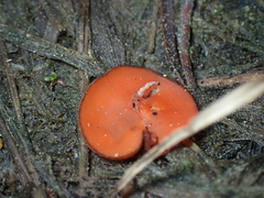 Scutellinia