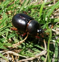 Temnorhynchus retusus