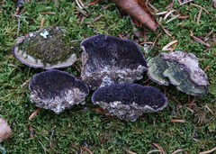 Trichaptum laricinum