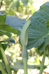 Xanthosoma robustum