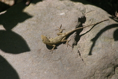 Anolis laeviventris