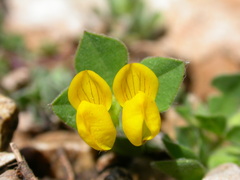 Lotus ornithopodioides