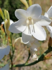 Watsonia borbonica