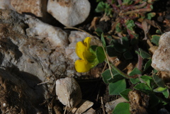 Lotus ornithopodioides