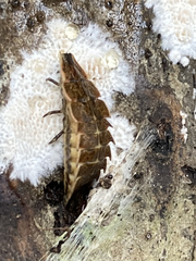 Pyractomena borealis