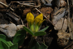 Lotus ornithopodioides