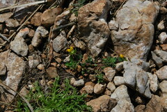 Lotus ornithopodioides