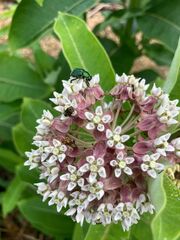 Trichiotinus lunulatus