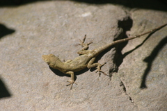 Anolis laeviventris