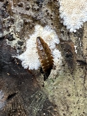 Pyractomena borealis