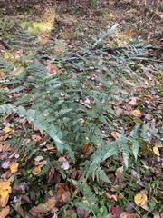Dryopteris × boottii