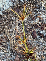 Cyperus nashii