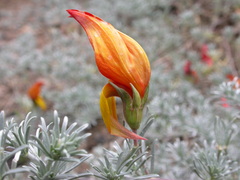 Lotus pyranthus
