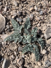Vesper purpurascens