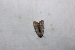 Catocala gracilis