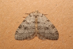 Epirrita christyi