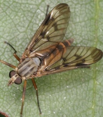 Rhagio scolopaceus