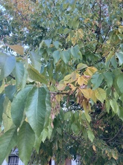 Fraxinus americana