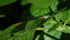 Ceriagrion cerinorubellum