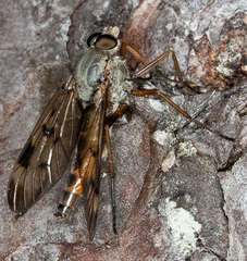 Rhagio scolopaceus