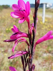 Watsonia borbonica
