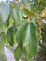 Fraxinus americana