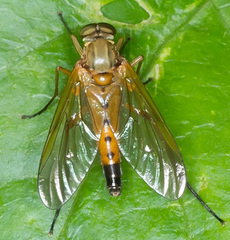 Rhagio tringarius