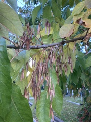 Fraxinus americana