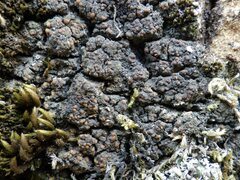 Fuscopannaria ignobilis