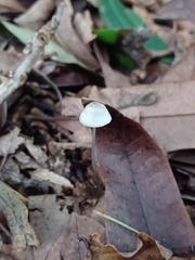 Mycena filopes