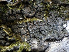 Fuscopannaria ignobilis