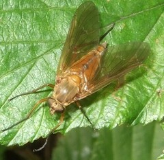 Rhagio
