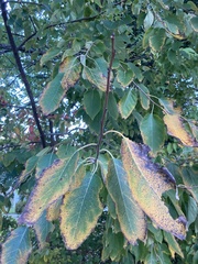 Fraxinus americana