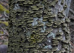 Trichaptum laricinum