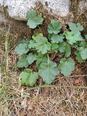 Heuchera micrantha